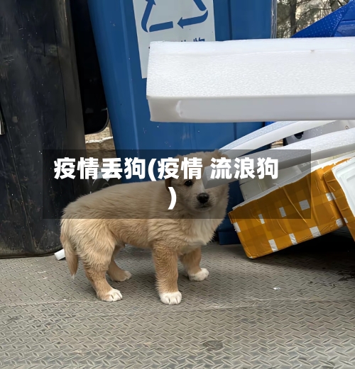 疫情丢狗(疫情 流浪狗)
