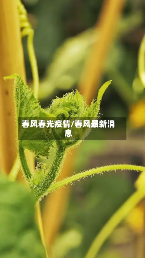 春风春光疫情/春风最新消息-第3张图片