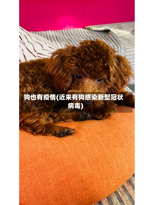 狗也有疫情(近来有狗感染新型冠状病毒)-第2张图片