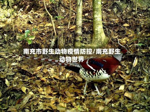 南充市野生动物疫情防控/南充野生动物世界