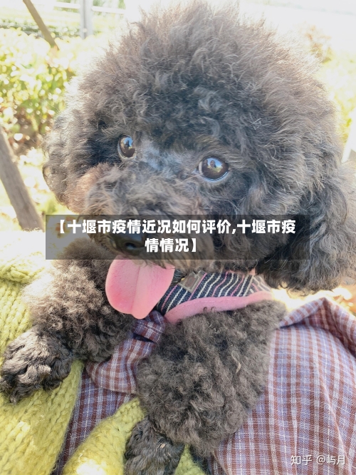 【十堰市疫情近况如何评价,十堰市疫情情况】