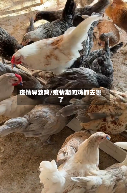 疫情导致鸡/疫情期间鸡都去哪了