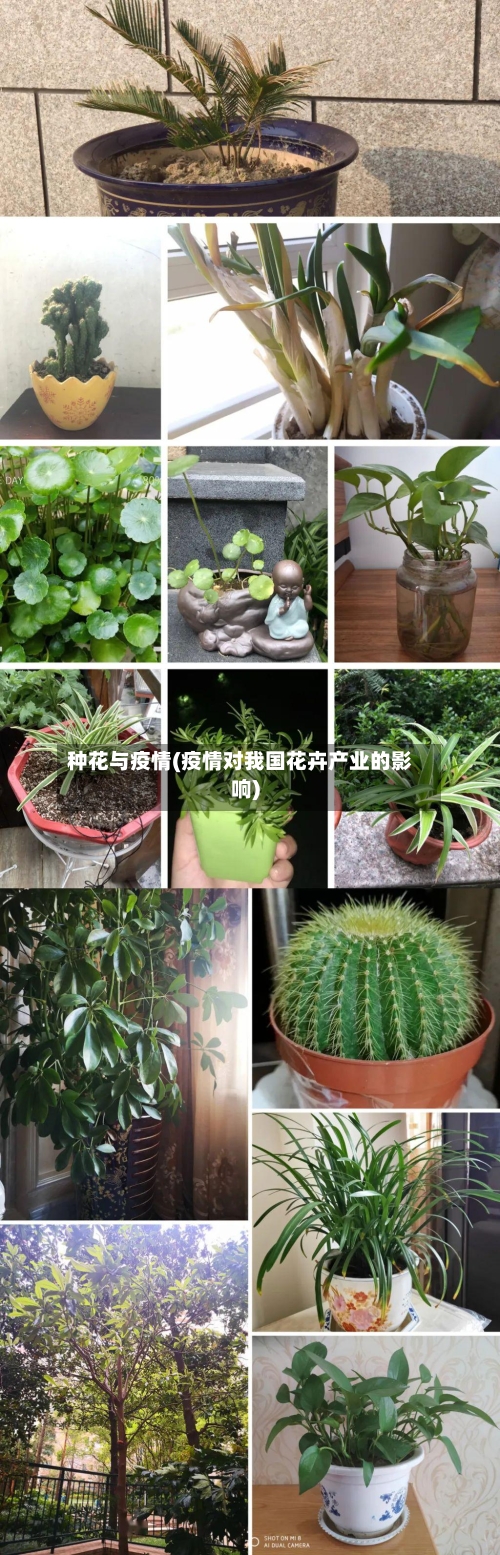 种花与疫情(疫情对我国花卉产业的影响)-第2张图片