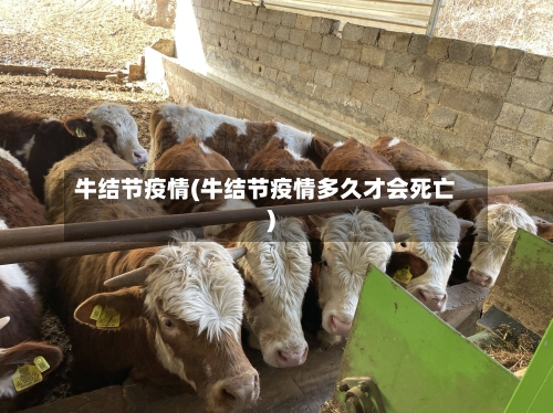 牛结节疫情(牛结节疫情多久才会死亡)