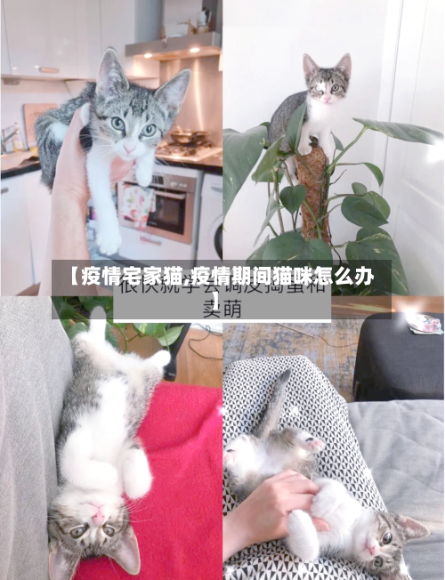 【疫情宅家猫,疫情期间猫咪怎么办】